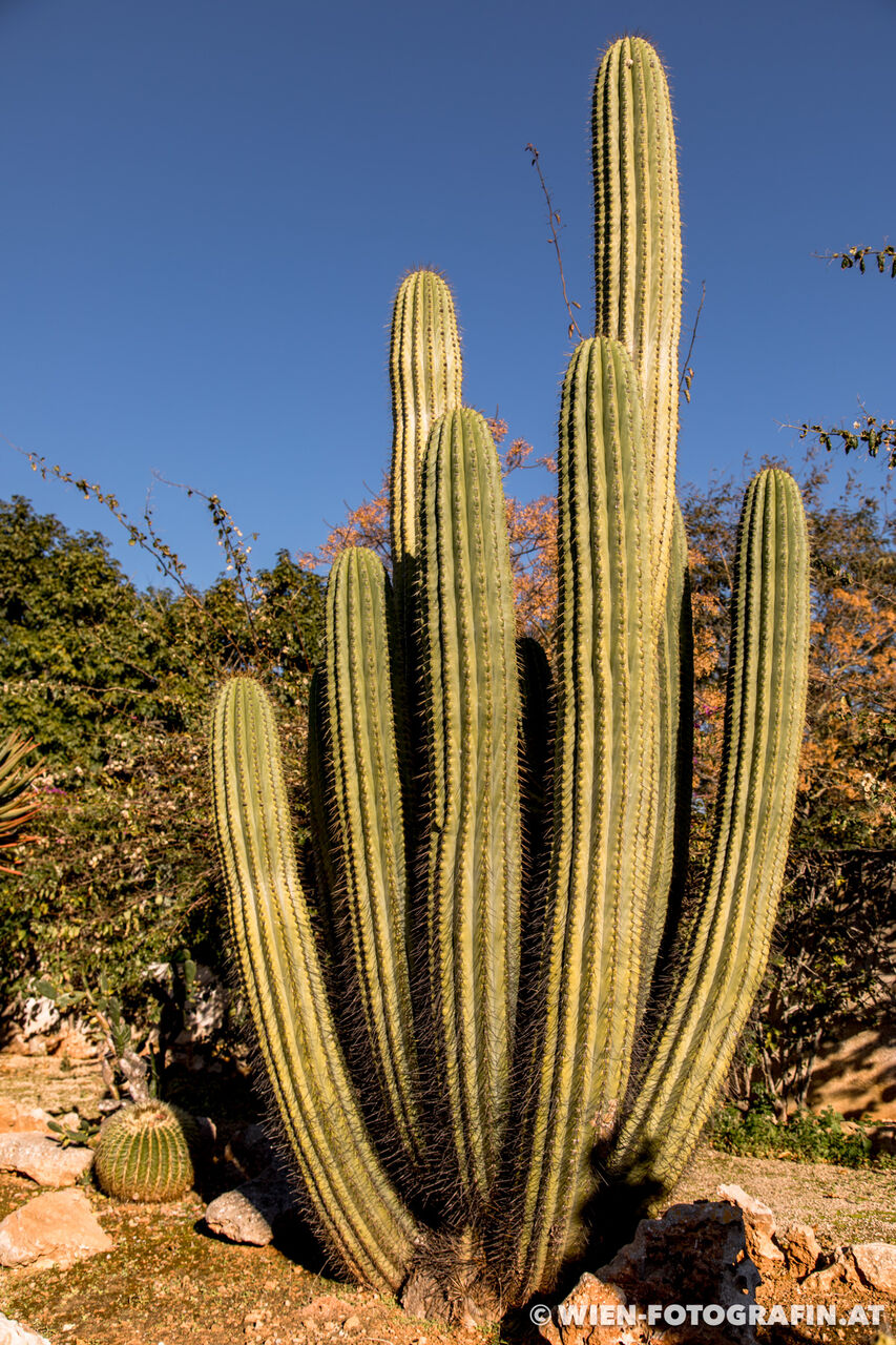 Stenocereus thurberi