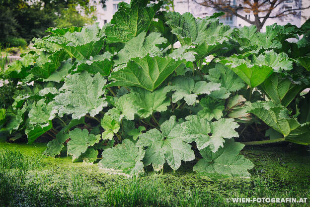 Mammutblatt / Riesen-Rhabaerber (Gunnera manicata)