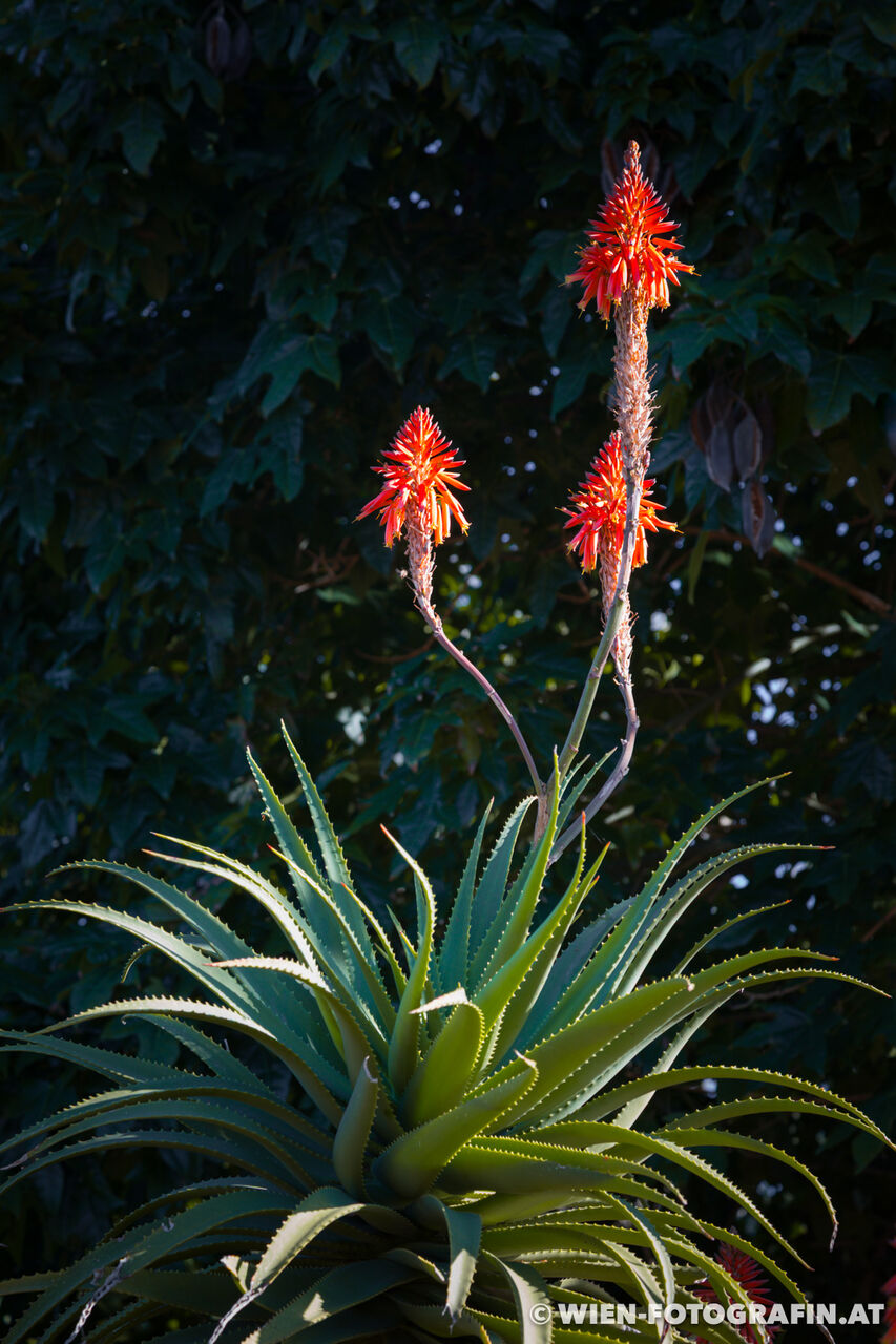 Aloe arborescens