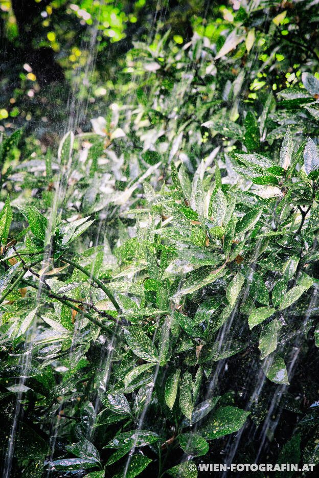 Japanische Aukube 'Variegata' (Aucuba japonica)