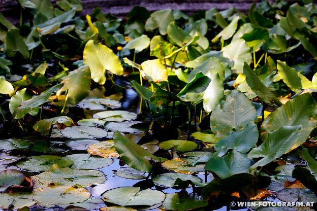 Gelbe Teichmummel (Nuphar lutea)