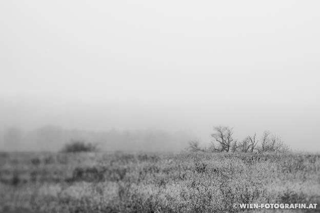 Im Nebel verändert die Landschaft ihr Aussehen