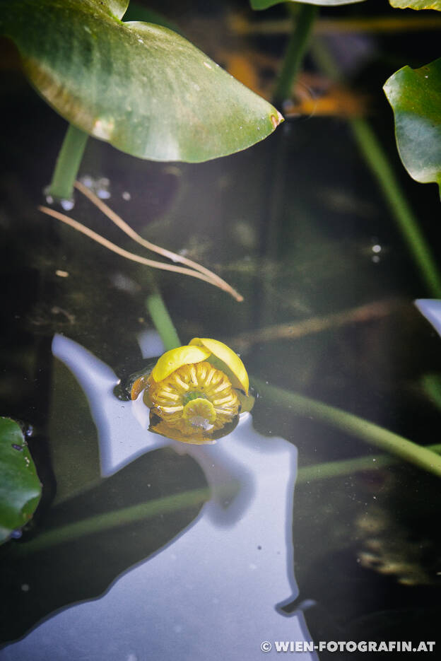 Gelbe Teichmummel (Nuphar lutea).