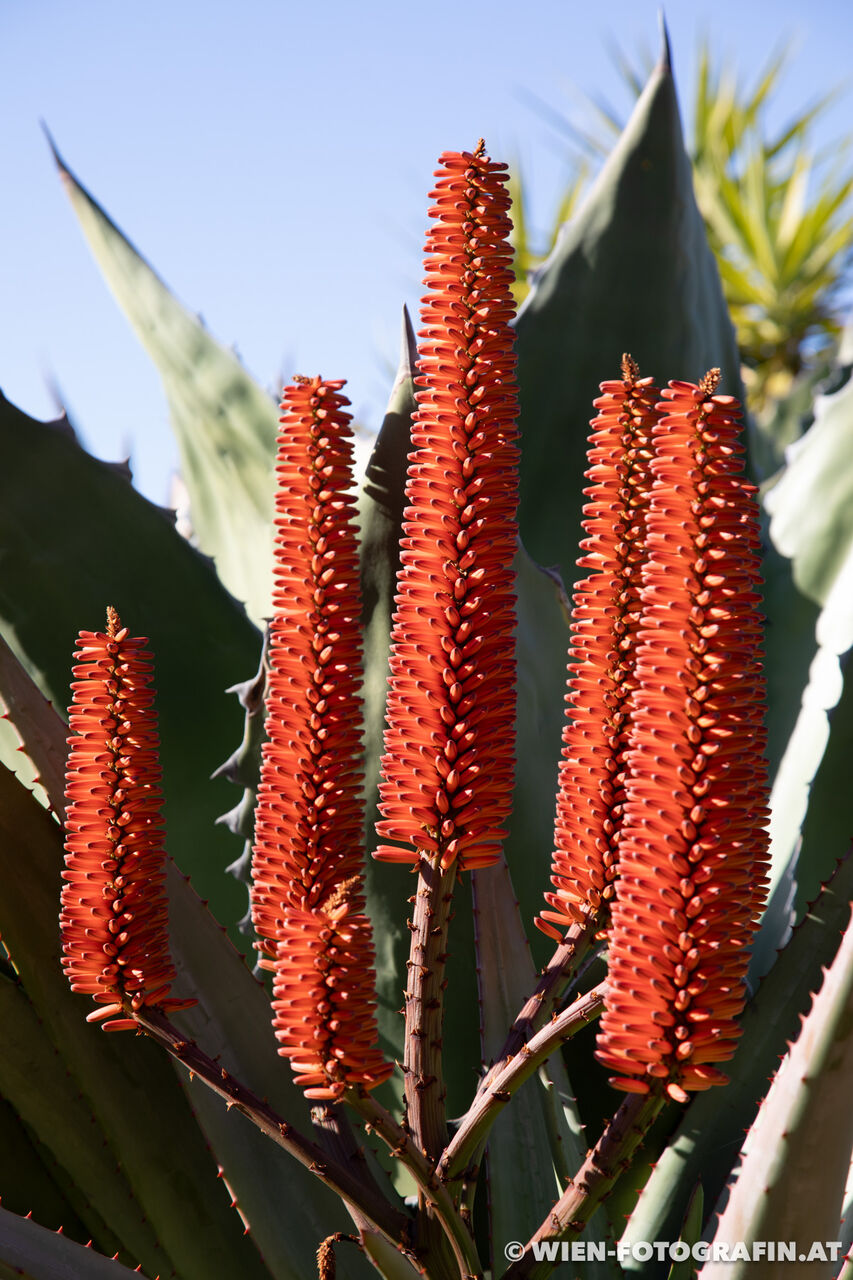 Aloe ferox