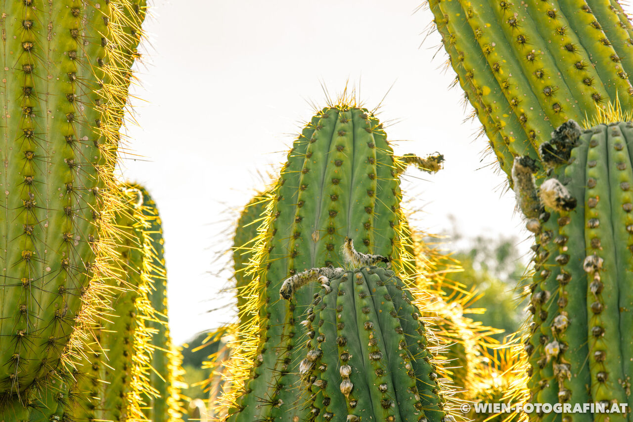 Leucostele terscheckii