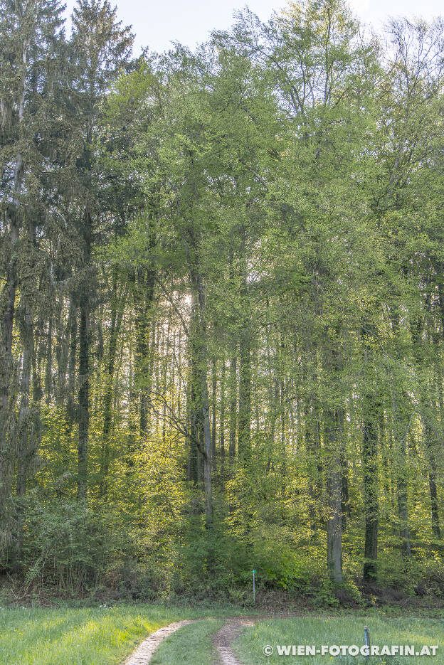 Spaziergang im Dingelsdorfer Ried