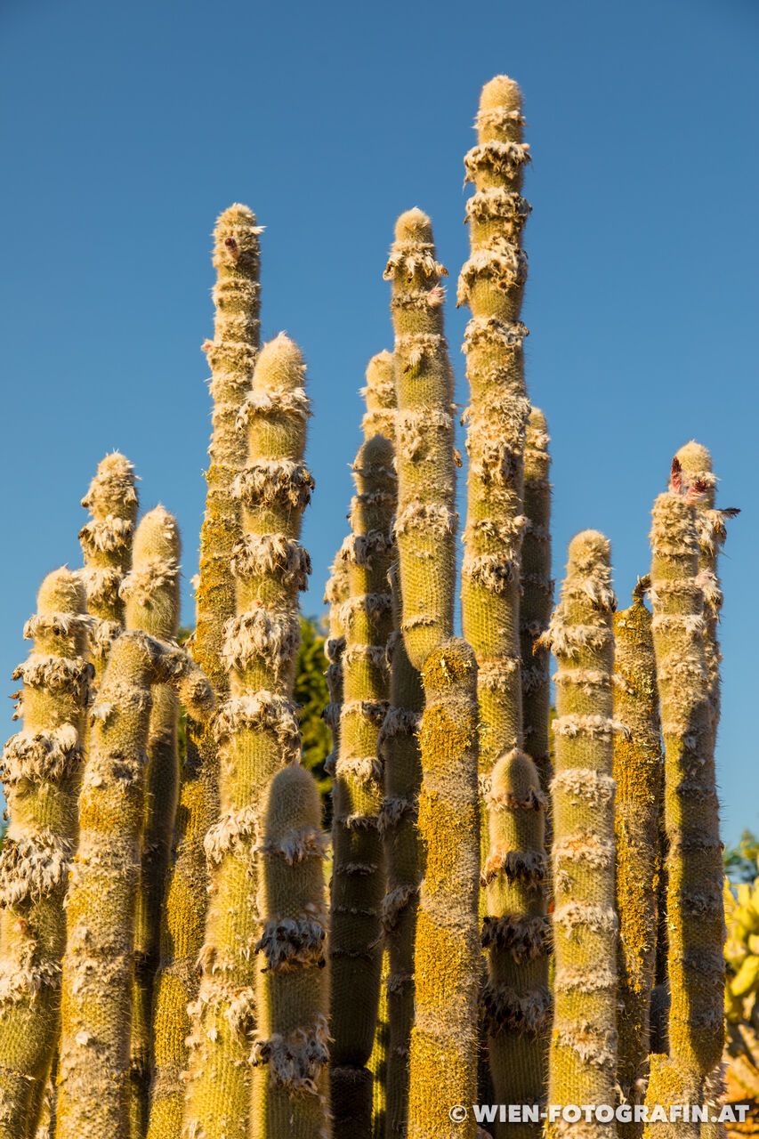 Cleistocactus strausii