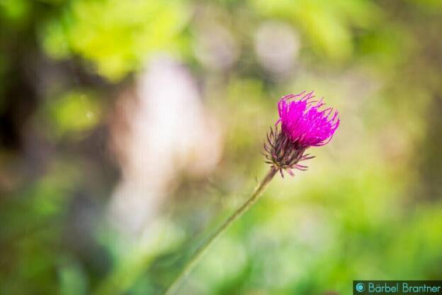 Die DIstelblüte leuchtet auf der Wiese.