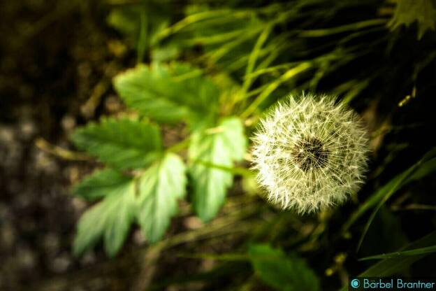 Diese Blume kenn ich! Pusteblume!