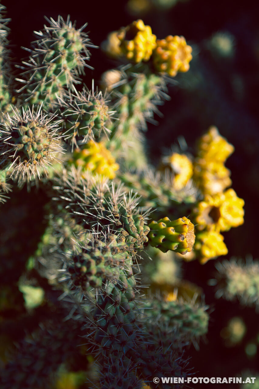 Cylindropuntia imbricata