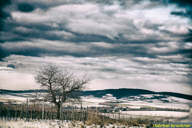 Weinviertler Landschaft im Winter