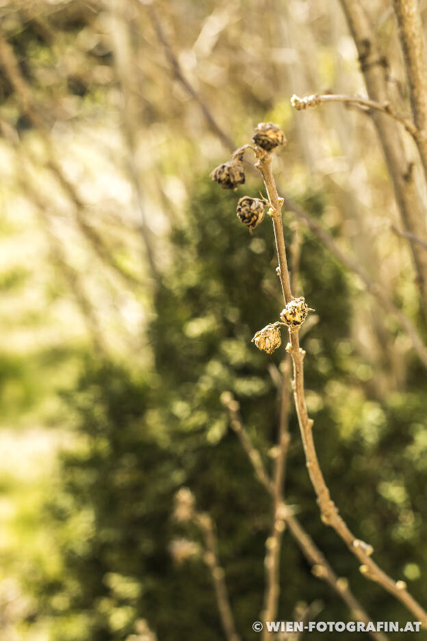 Vertrocknete Blüten