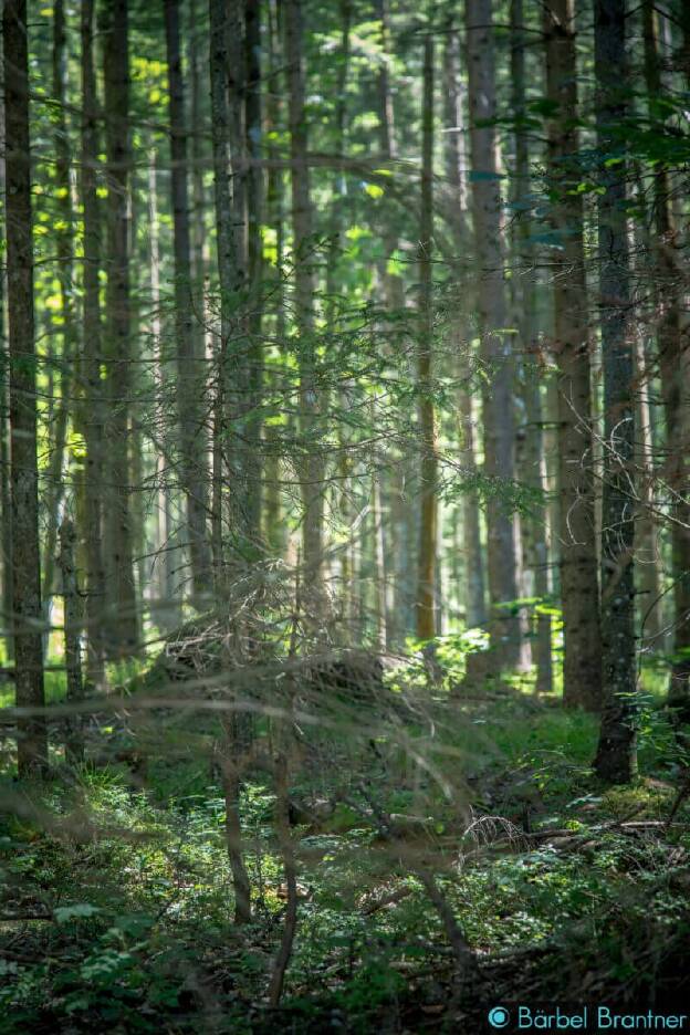 Zu dem Foto vom Wald muss man sich den Geruch nach Moos, sonnengewärmten Nadeln und einfach die frische Luft vorstellen.