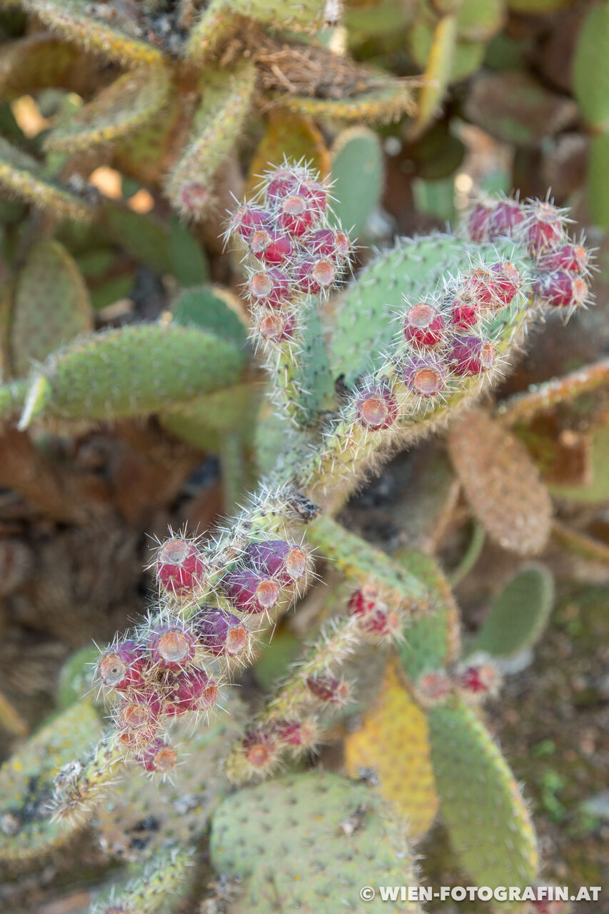 Opuntia leucotricha / Weißhaarige Opuntie
