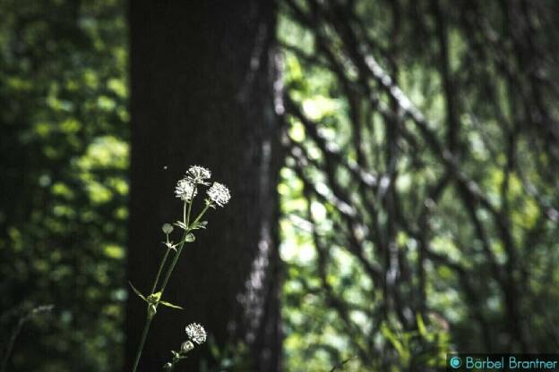 Weiße Blume und Baum