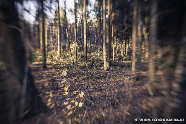 Wald im Kreuttal