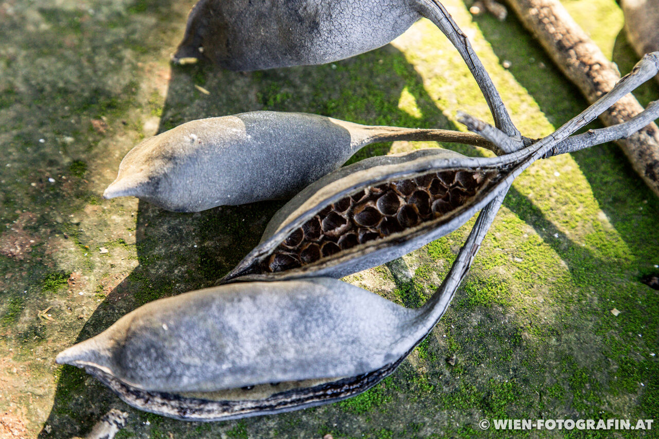 Brachychiton acerifolius