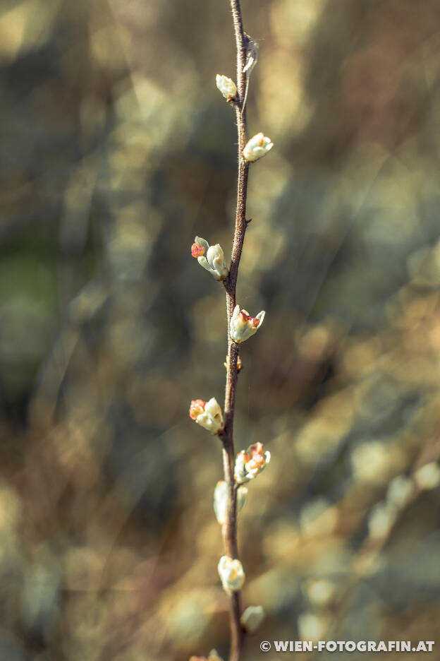 Blüten