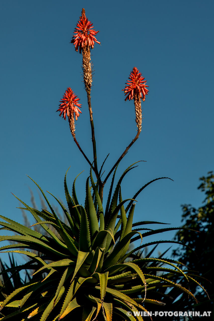 Aloe arborescens