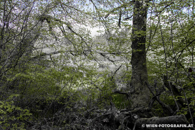 Spaziergang im Dingelsdorfer Ried