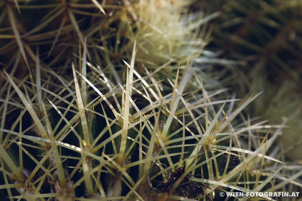 Kroenleinia grusonii