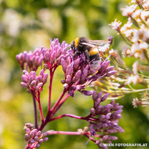 Roter Wasserdost (Eutrochium maculatum) mit Hummel (Bildausschni