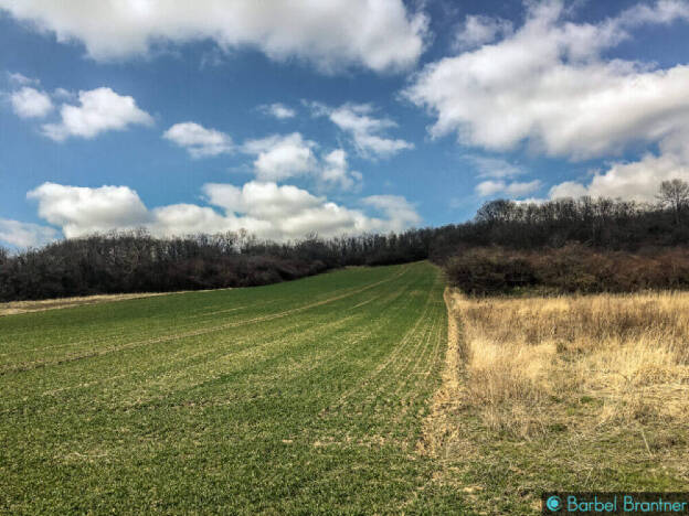 Frühling im Weinviertel