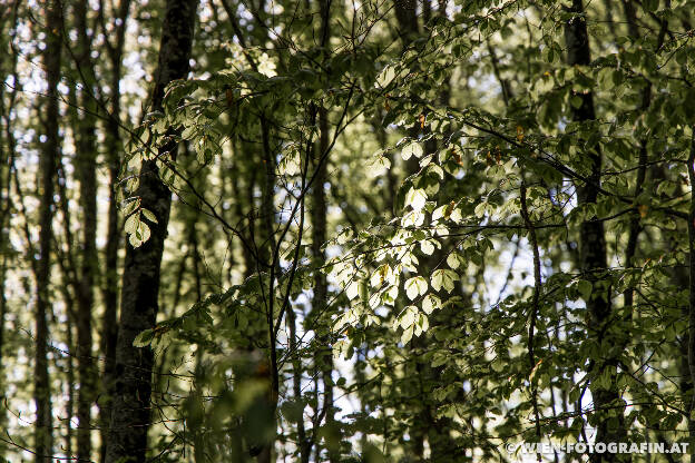 Spaziergang im Dingelsdorfer Ried