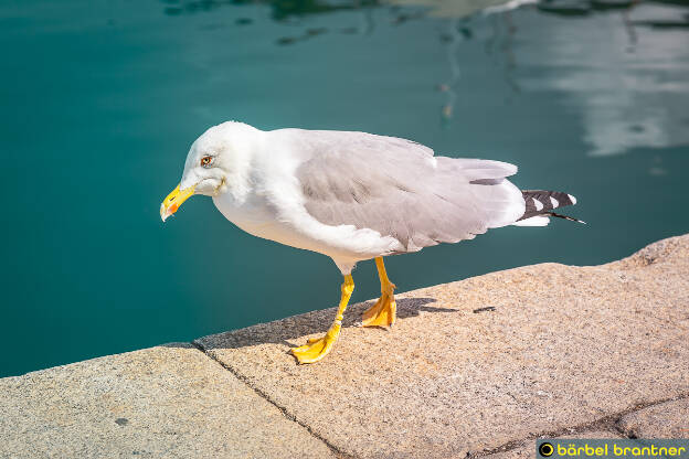 Porto Santo Stefano (Lagune von Orbetello)