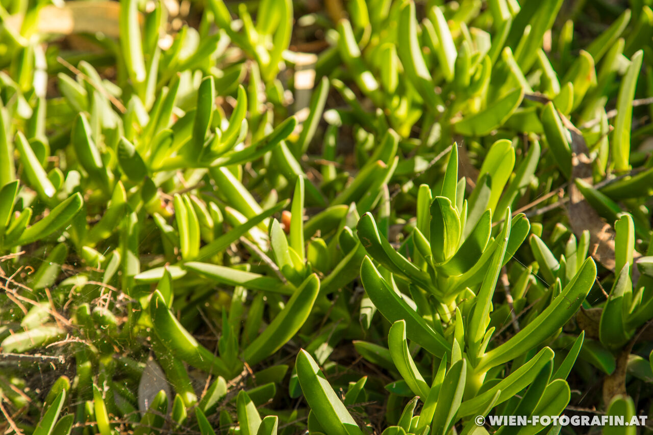 Carpobrotus edulis