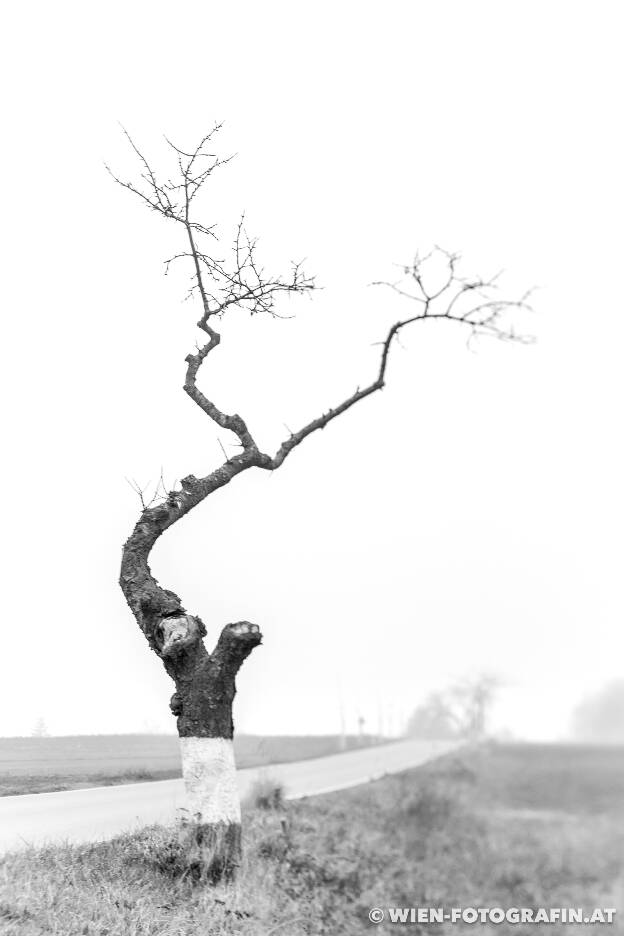 Ein tapferer alter Baum