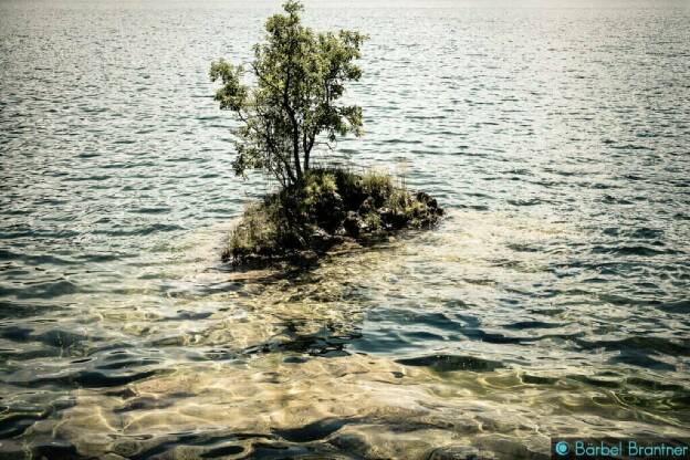 Kleiner Fels, eine Insel für einen Baum.