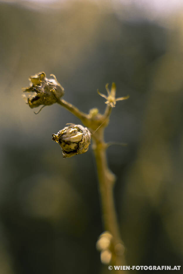 Vetrocknete Blumen