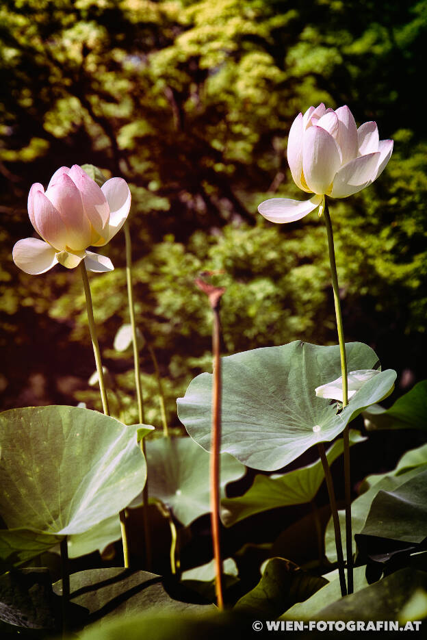 Indische Lotusblume (Nelumbo nucifera)