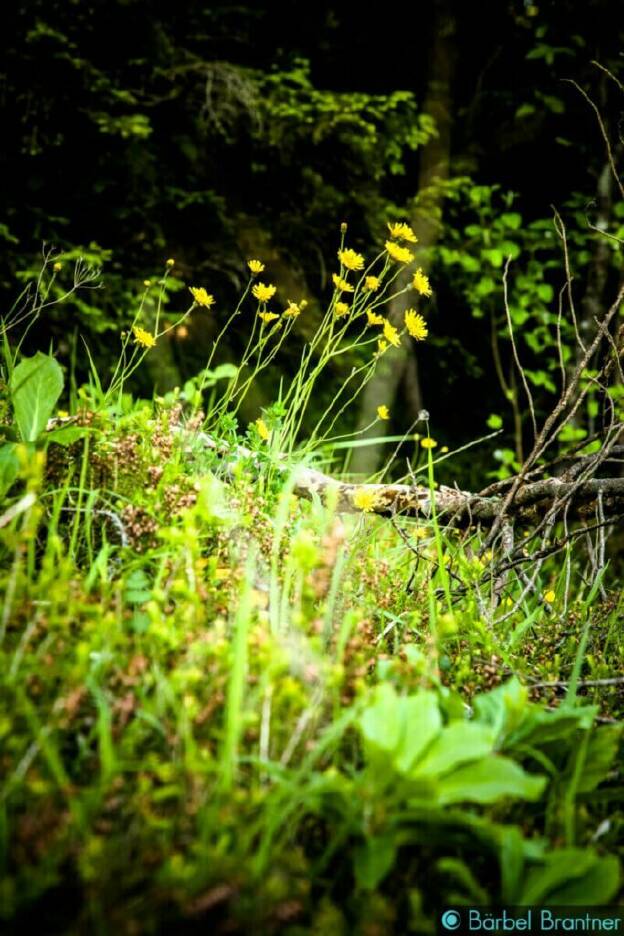 Die gelben Blumen sind Hahnenfuß, da bin ich mir fast sicher.