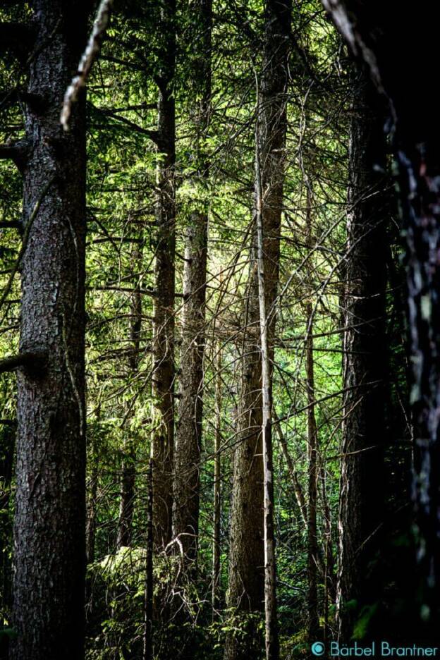 Im Wald um den See ist es immer herrlich kühl.