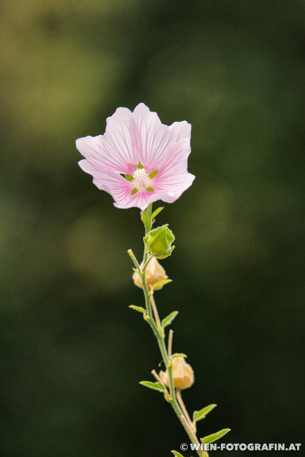 Malva thuringiaca