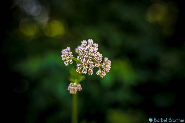 Blume mit kleinen rosafarbenen Blüten - bitte um Hilfe für den Namen!