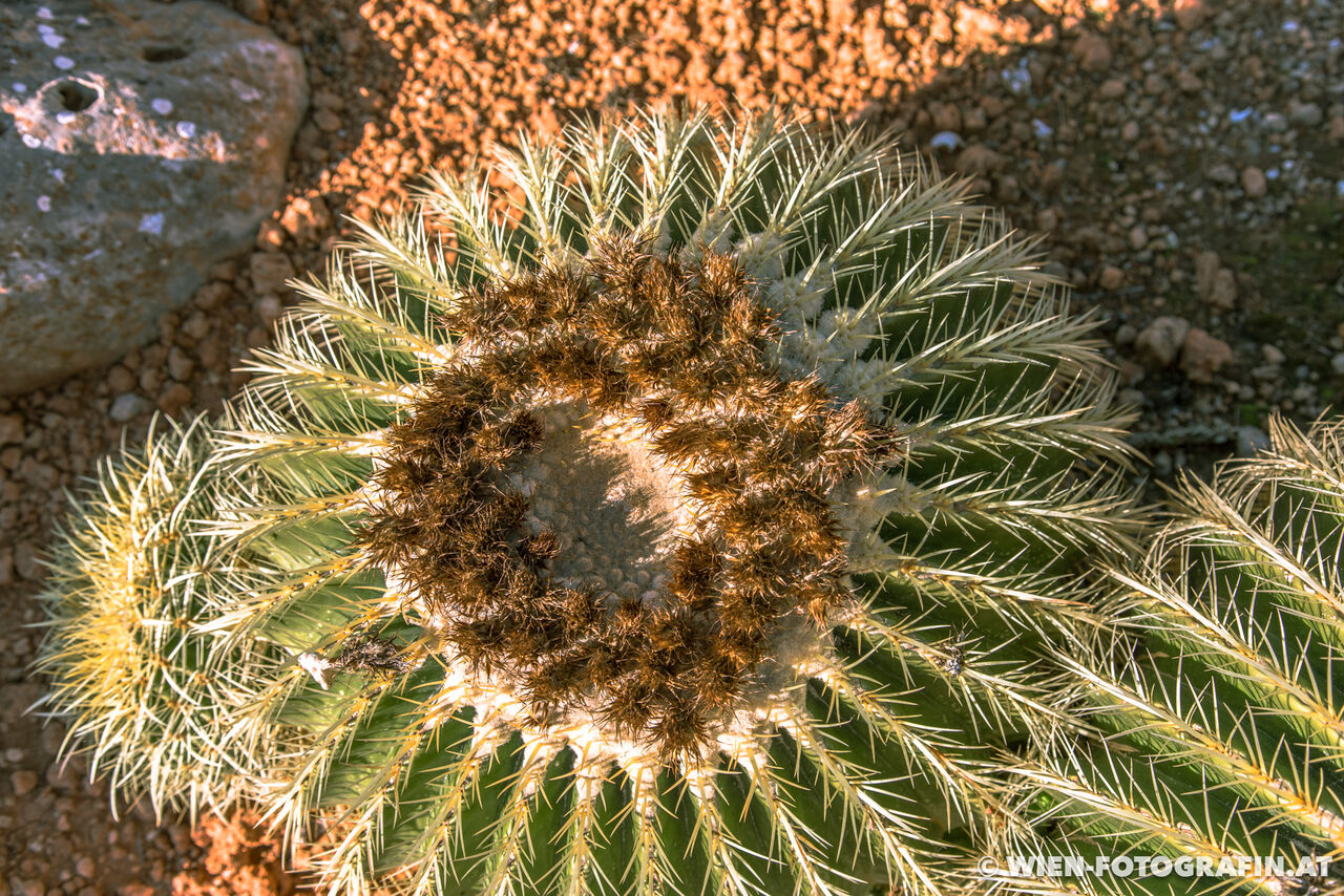 Kroenleinia grusonii