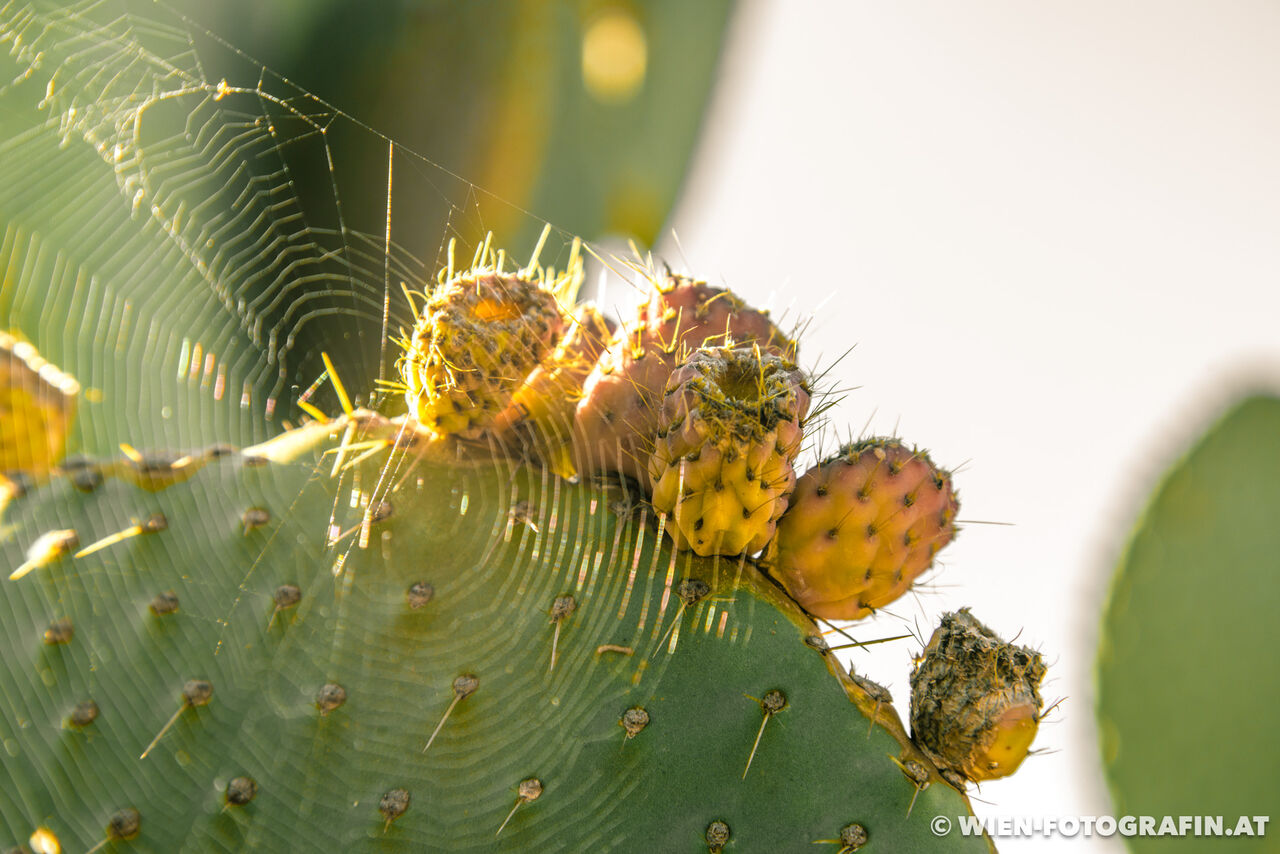Opuntia leucotricha