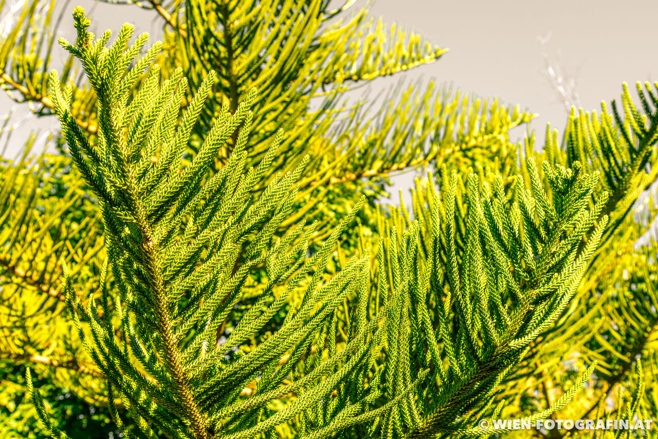 Araucaria heterophylla