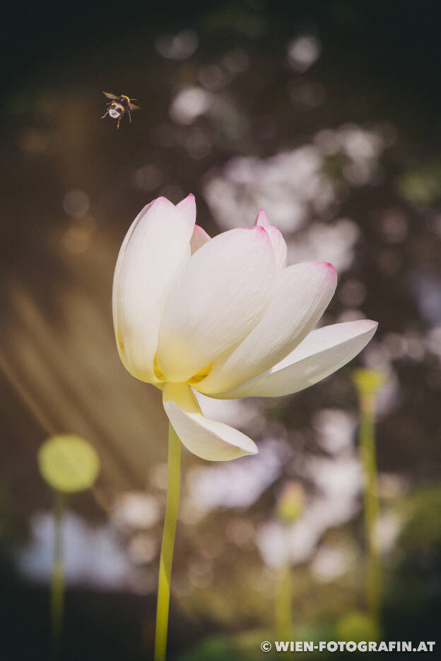 Indische Lotusblume (Nelumbo nucifera) mit Hummel