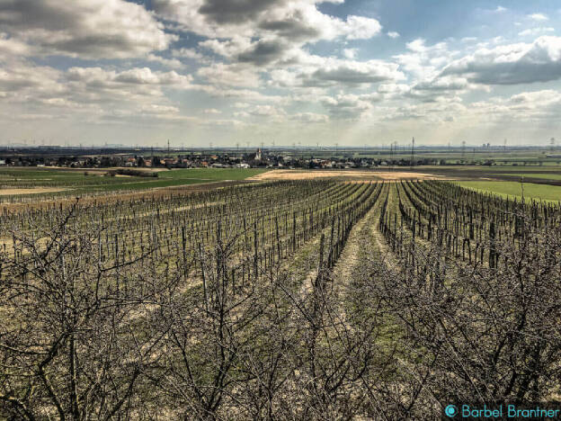 Frühling im Weinviertel