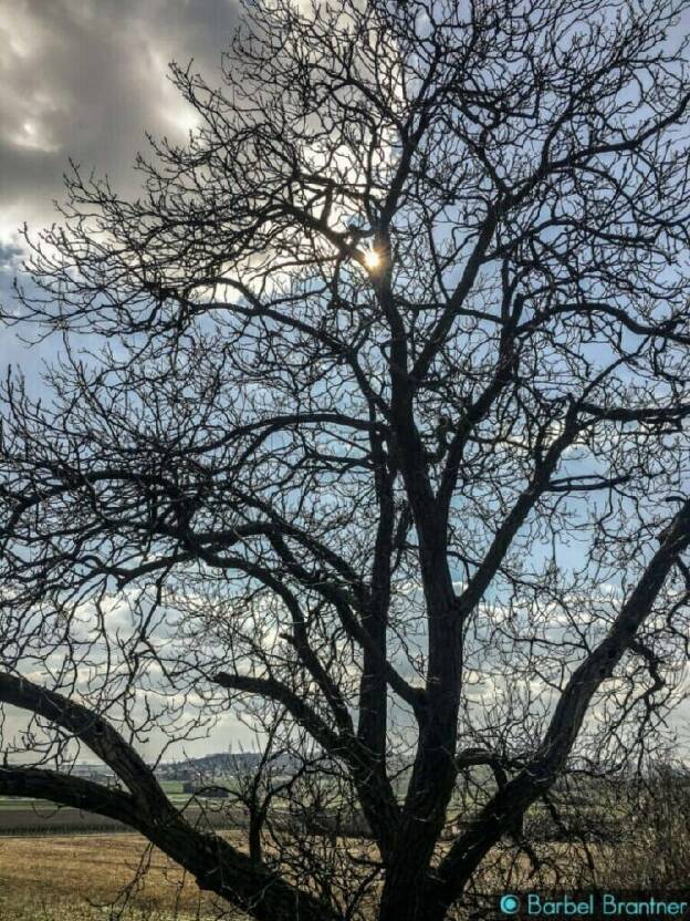 Frühling im Weinviertel