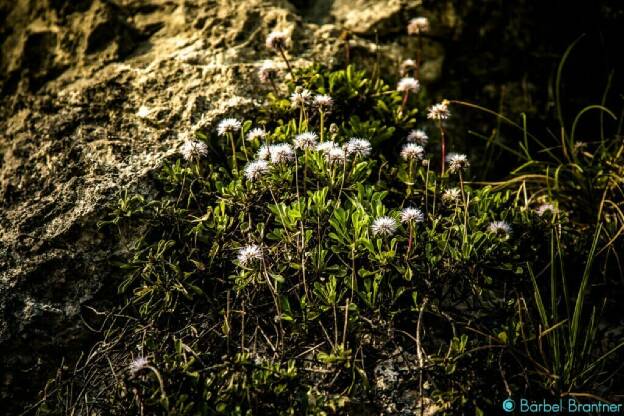 Süsse weiße Blumen