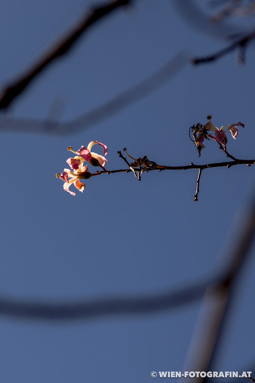 Ceiba speciosa