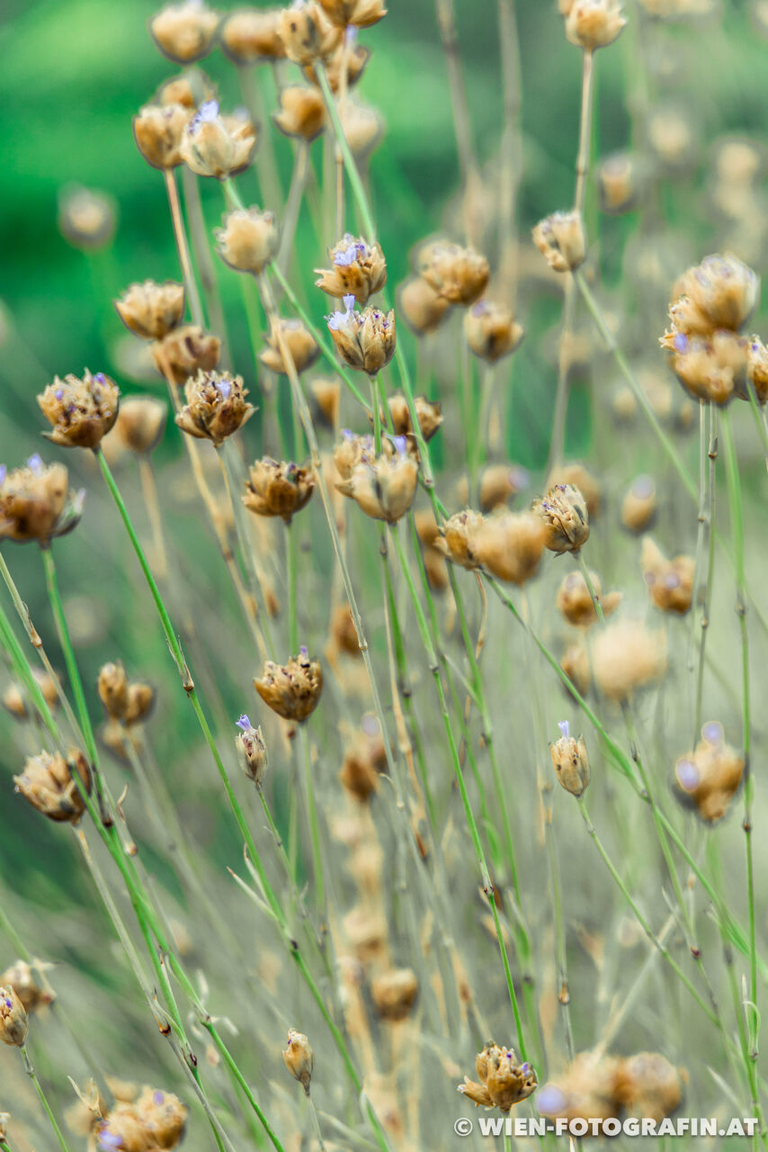 Sprossende Felsennelke (Petrorhagia prolifera)