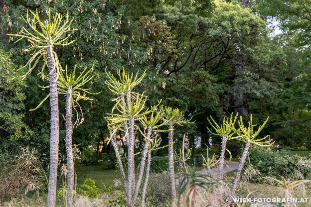 Euphorbia grandidens