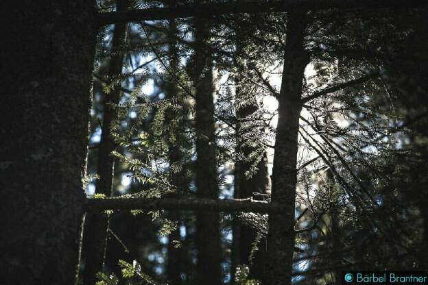 Das Wechselspiel von Licht und Schatten im Wald.