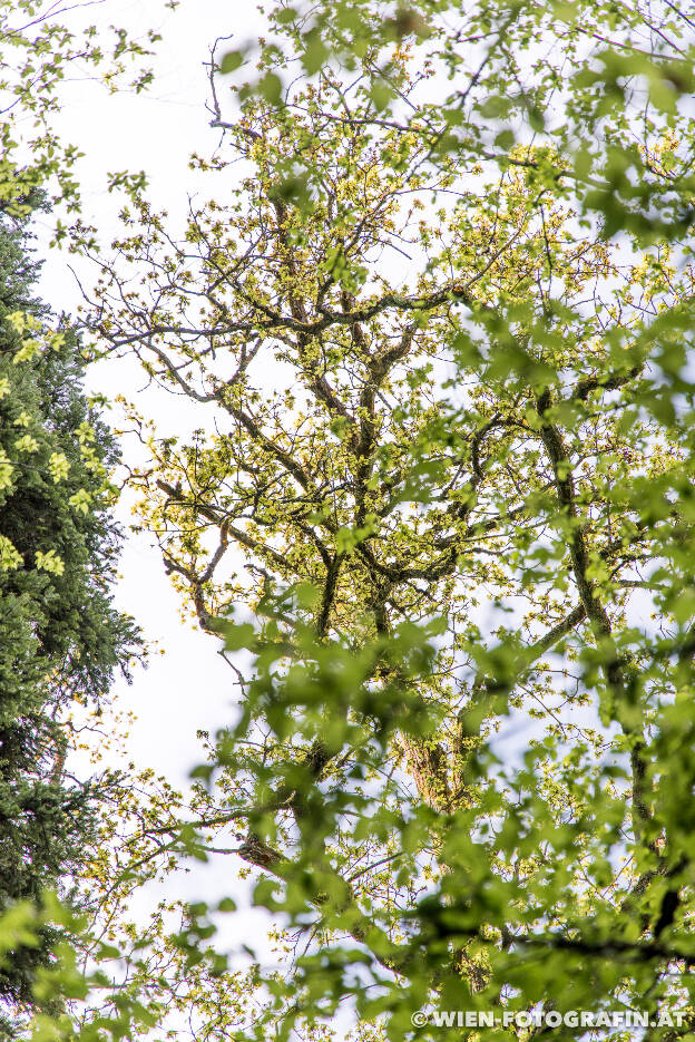 Spaziergang im Dingelsdorfer Ried